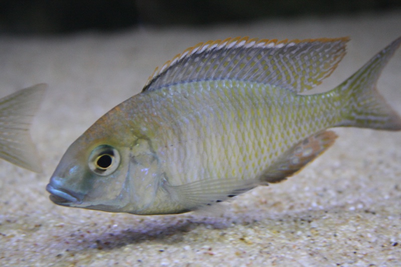 Lethrinops auritus 'Otter Point'